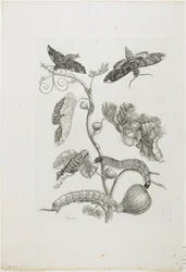 Schmetterlinge, Raupen und Pflanze